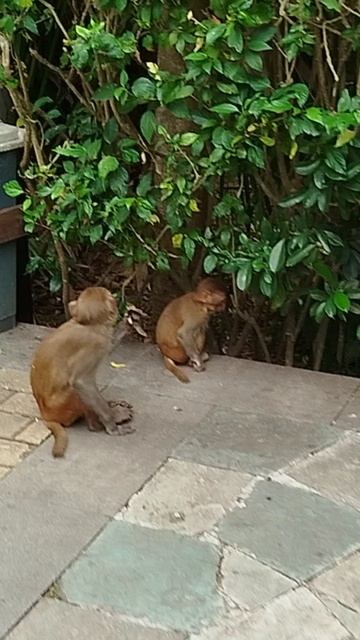 КАК НАПАДАЮТ ОБЕЗЬЯНЫ? А ВОТ ТАК! БЫСТРО!