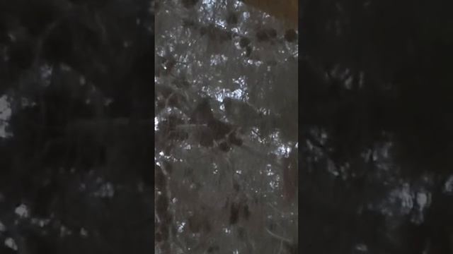 Бокс между двумя голубями за место на ветке сосны! - 2... смотреть онлайн