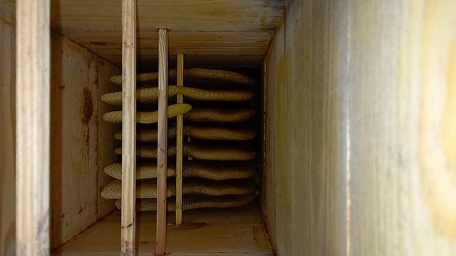 Японский улей 09.11.21 (5 мес) смотреть онлайн