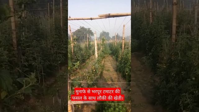 मुनाफे से भरपूर टमाटर की फसल के साथ लौकी की खेती। смотреть онлайн