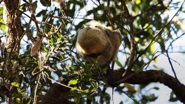 Koala 911| Short Documentary | WaterBear смотреть онлайн
