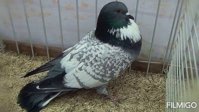 50 дивовижних голубів смотреть онлайн