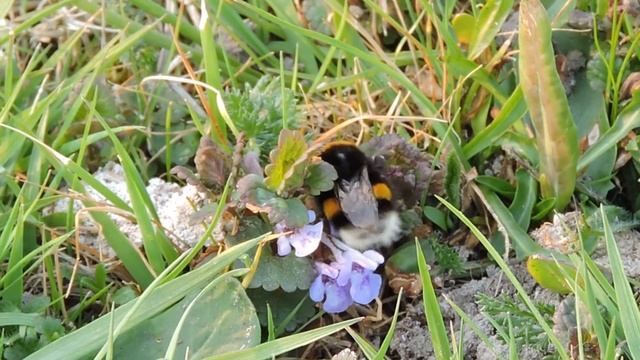 Trzmiele / Bumblebees / Bombus смотреть онлайн