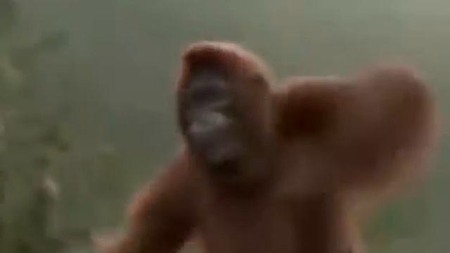 Обезьяна суббота