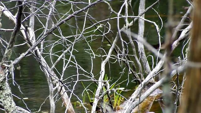 Birds and Beaver Dams смотреть онлайн