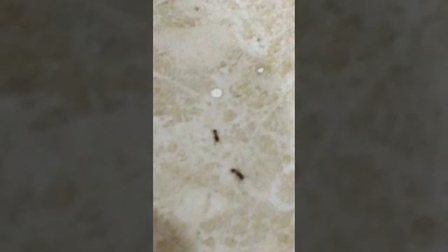 Видео про кухонных￼ муравьёв￼! Б. М. Давуд смотреть онлайн