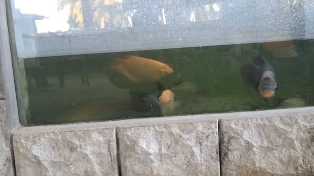 Arapaima Gigas - Queen of the Amazon 04 смотреть онлайн