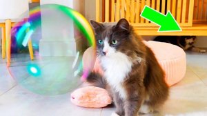 ПИТОМЦЫ ПРОТИВ 1000 МЫЛЬНЫХ ПУЗЫРЕЙ! АНЯ ПРЯЧЕТ НОВОГО ПИТОМЦА! РАЗЫГРАЛИ АНЮ С МЫЛЬНЫМИ ПУЗЫРЯМИ