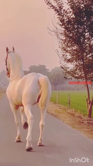 A Horse that is One of the Most Beautiful in the World смотреть онлайн