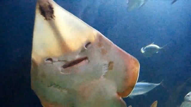 Oceanografic / Aquarium in Valencia, Spain смотреть онлайн