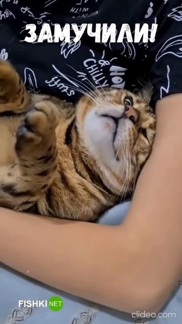 кота замучили смотреть онлайн