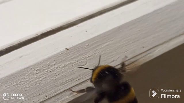 ШМЕЛЬ ЖУЖЖИТ смотреть онлайн