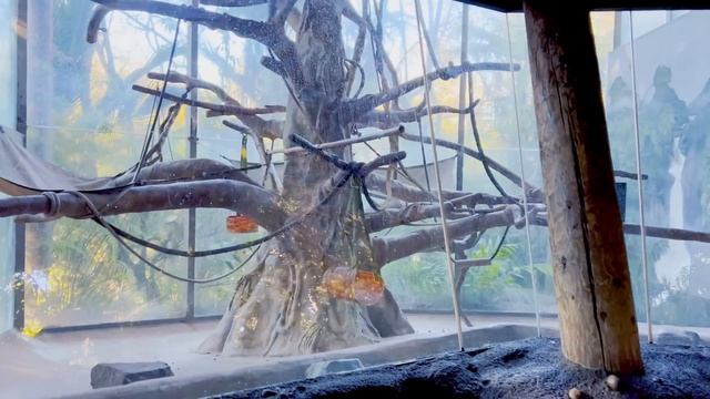 Nastya and Miya visit the zoo and learn about animals смотреть онлайн