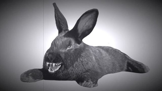 THE LEGEND OF CHUPA-CABUNNY! #animalvideos #animalvideosforkids #videosforkids смотреть онлайн