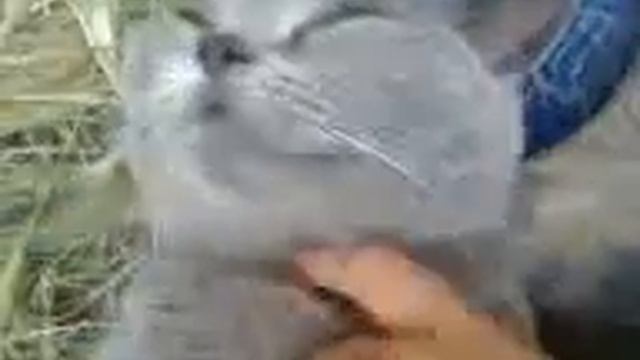 Тискаю своего любимого кота... А он!!!))) смотреть онлайн