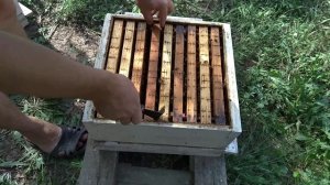 Смотрим как там матка кордован от Сергея Лукинцова поживает.