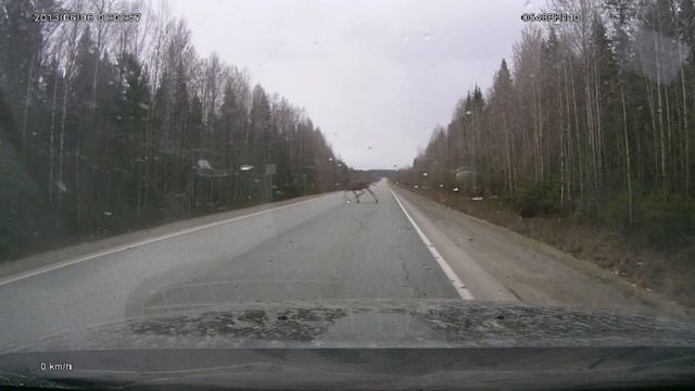 Лосиха переходит дорогу под Сыктывкаром смотреть онлайн