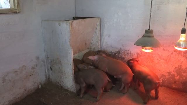 Куплю много Земли , и дострою сарай. стану мажором.. БМВД срачка и болячка короче негожее смотреть онлайн