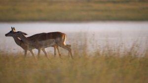 Звуки Земли 10 серия «Водные миры Африки» (документальный сериал, 2024)