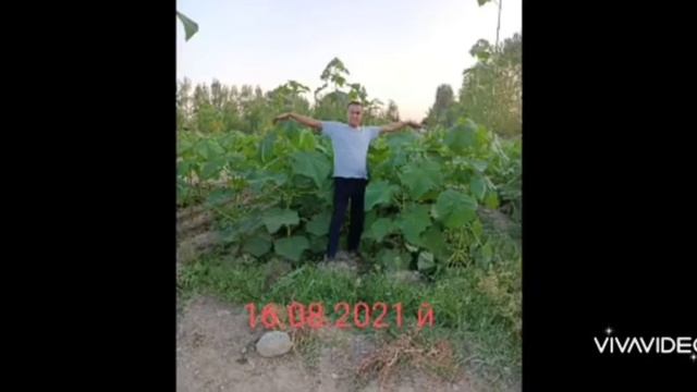 2021 йил Ёзнинг чилласида экилган Павловния Шан тонг 4 ойда бехато кай даражада усди? смотреть онлайн