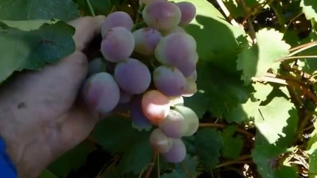 Виноград Краски осени. смотреть онлайн