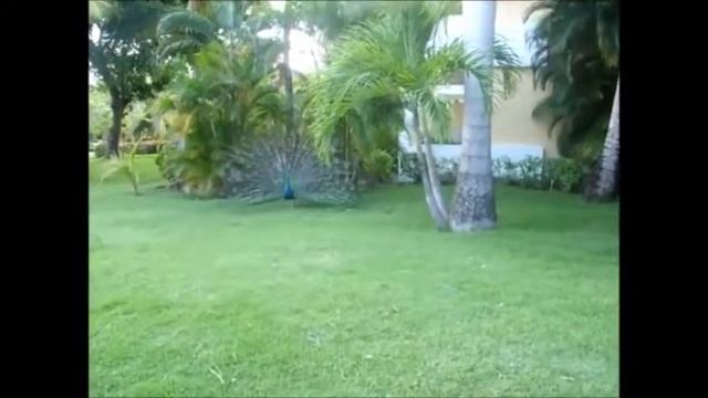 Павлин мавлин смотреть онлайн