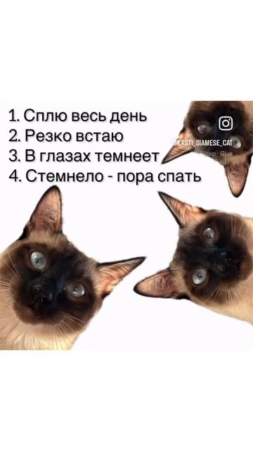 Все любят поспать смотреть онлайн