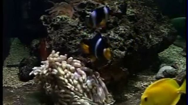 BASS Solo ПТУ54) Бродвей Пушкино смотреть онлайн