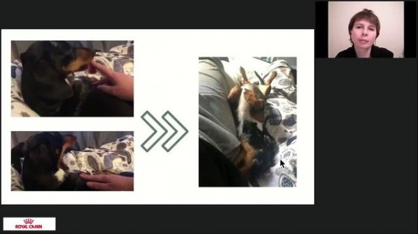 Что пошло не так. Как читать сигналы тела собак, чтобы сделать общение комфортным