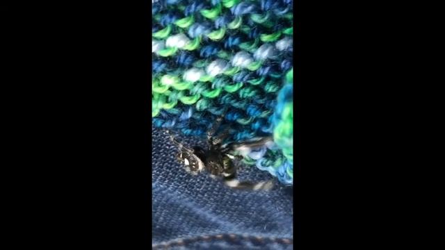 Phidippus audax, the Bold Jumper jumping spider on my knitting смотреть онлайн