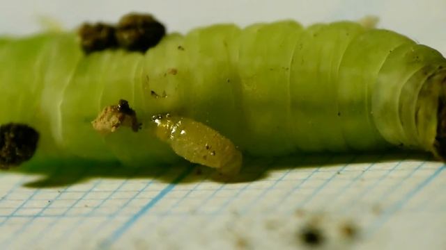 Oreumenes Potter Wasp Larva Sucking Paralyzed Caterpillar スズバチ幼虫と麻痺した貯食物 смотреть онлайн
