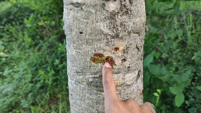 Poerbarel 900fps Baracuda Match смотреть онлайн