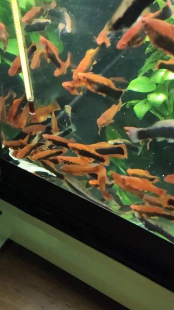 меченосцы любят варёную капусту #меченосцы #анциструс #аквариум #сумы