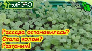 РАССАДА ВСТАЛА и СТОИТ НА МЕСТЕ? Как разогнать любую рассаду на рост и развитие.Активация земляники