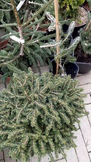 🌲Ели и сосны в ассортименте | Telegram: https://t.me/love_is_hvoiny_dvorik смотреть онлайн