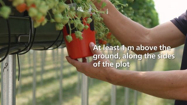 How to use Fruit Fly Attractant and Drosasan Trap from Koppert смотреть онлайн