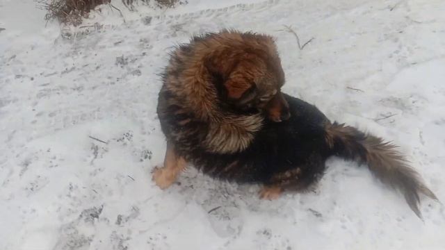 Очень ласковые собачки. смотреть онлайн