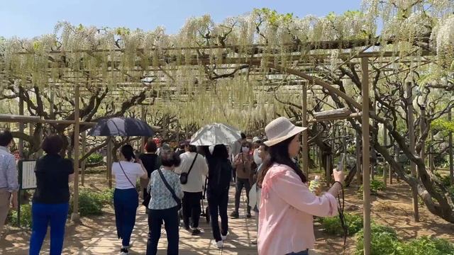 Ashikaga Flower Park | Tochigi, Japan | Wisteria 藤 | Life in Japan смотреть онлайн