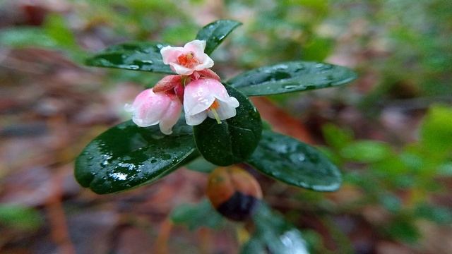 Дрозд поет смотреть онлайн