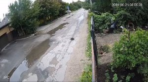 Хорьки в городе. Гнездо на чердаке у соседа.