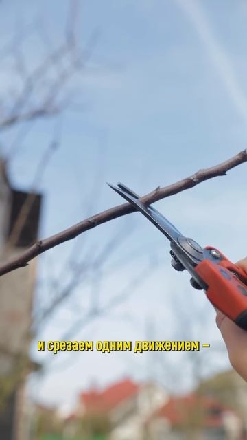 Правильная обрезка – и будете с отличным урожаем! Как формировать молодые деревья смотреть онлайн