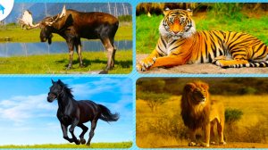 Учим названия животных #2/ Развивающее видео для малышей / Познавательный мультфильм для детей