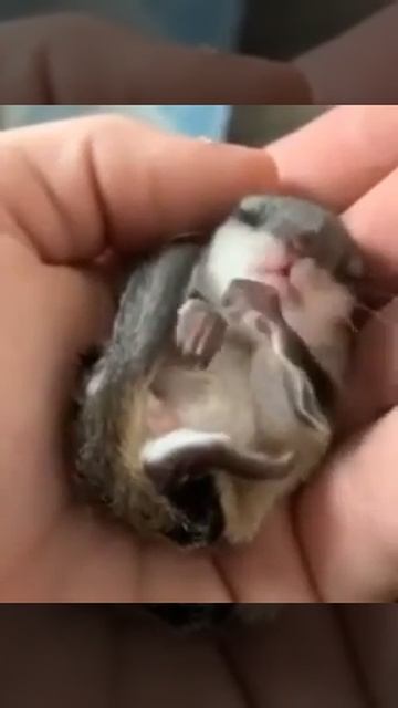 little beautiful squirrel :))) sleeps calmly смотреть онлайн