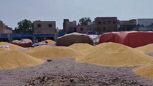 Today Gandum wheat, Paddy, Rice Rates in Ghalla Mandi 04-08-2024 смотреть онлайн