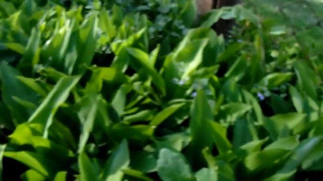 Конвалія звичайна \ Ландиш майский\ смотреть онлайн