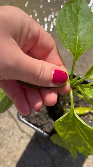 APHIDS!🚨 My Pepper Rescue Mission Without Chemicals #gardening #gardentips #aphids смотреть онлайн