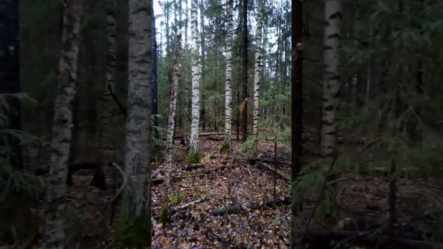 Подкрался и выгнал зайца! Песня Трокина С.Н смотреть онлайн