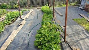 Поднимаем ежевику на шпалеры! Устройство шпалер. 01.06.2024, Омск.