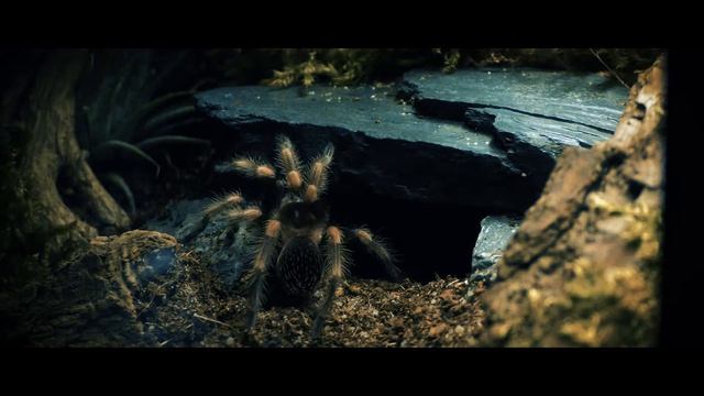 Feed the Hamorii (Brachypelma hamorii) смотреть онлайн