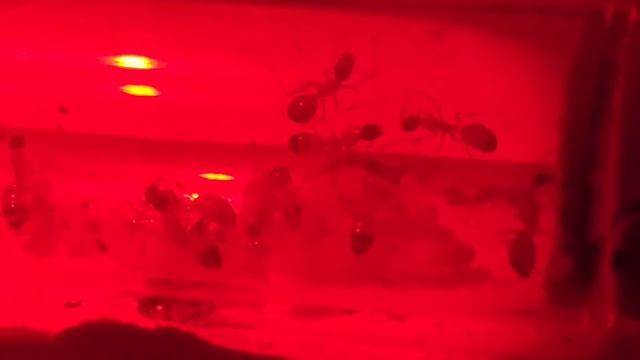 Camponotus sanctus смотреть онлайн